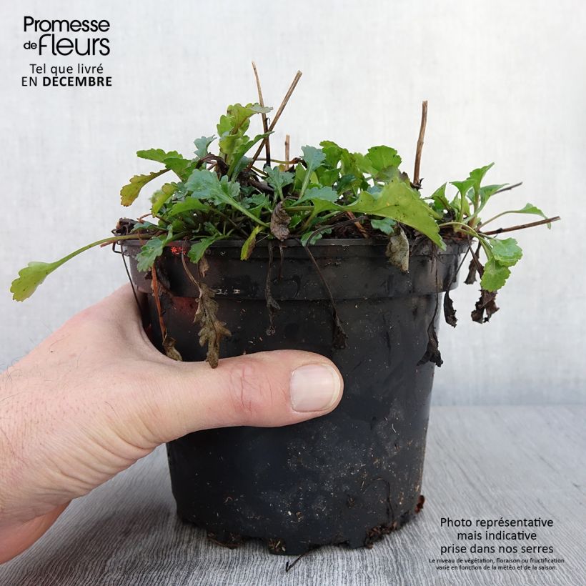 Amostra de Leucanthemum vulgare Maikonigin - Marguerite Reine de Mai Pot de 2L/3L tal como entregue no outono