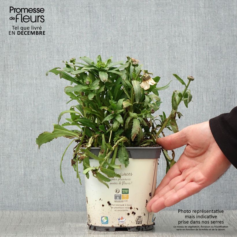 Amostra de Leucanthemum vulgare Vaso de 2 L/3 L tal como entregue no outono