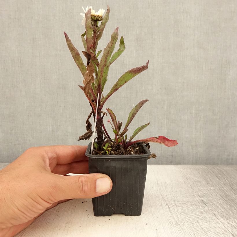 Amostra de Leucanthemum Brightside Vaso de 8/9 cm tal como entregue no verão