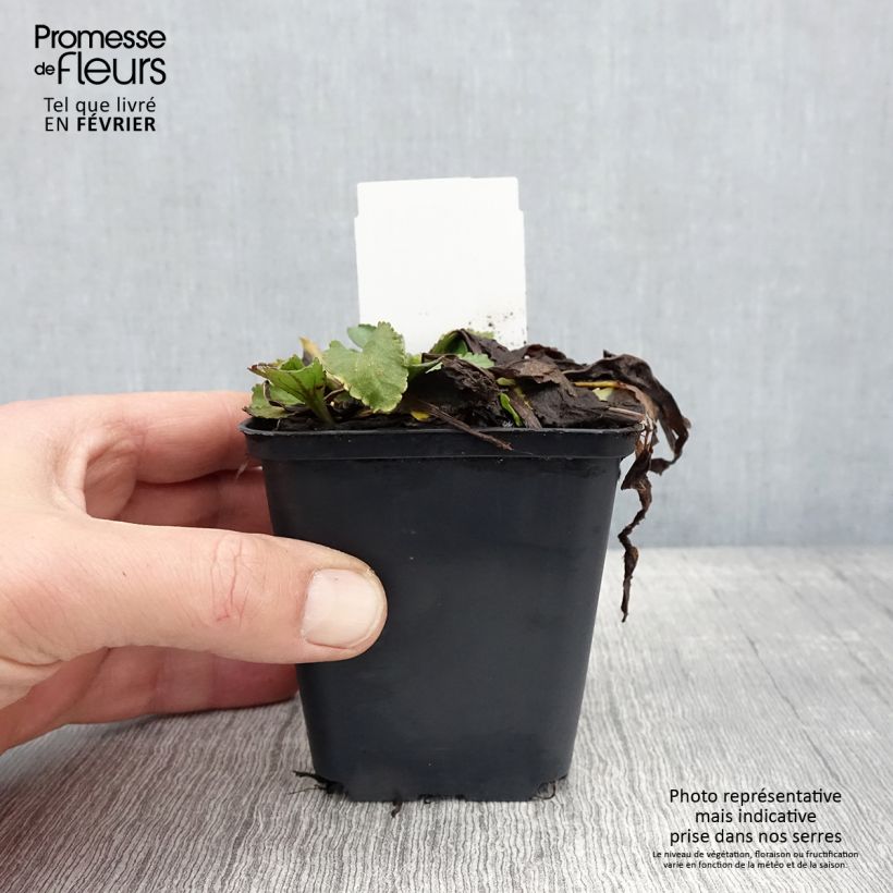 Amostra de Leucanthemum x superbum Brightside - Grande marguerite Vaso de 8/9 cm tal como entregue no inverno