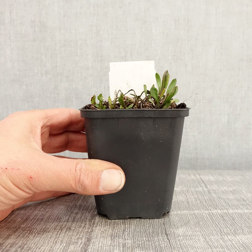 Amostra de Leucanthemum Brightside Vaso de 8/9 cm tal como entregue na primavera