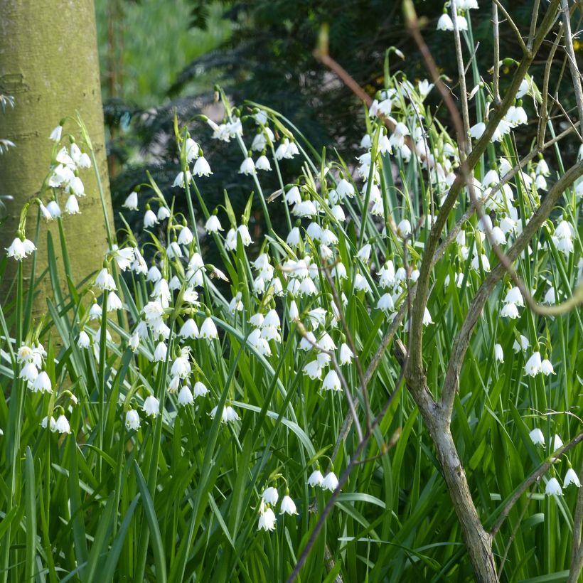 Leucojum aestivum Gravetye Giant (Hábito)