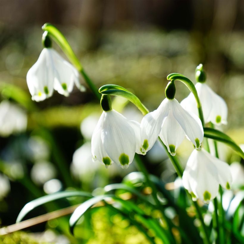Leucojum vernum (Floração)