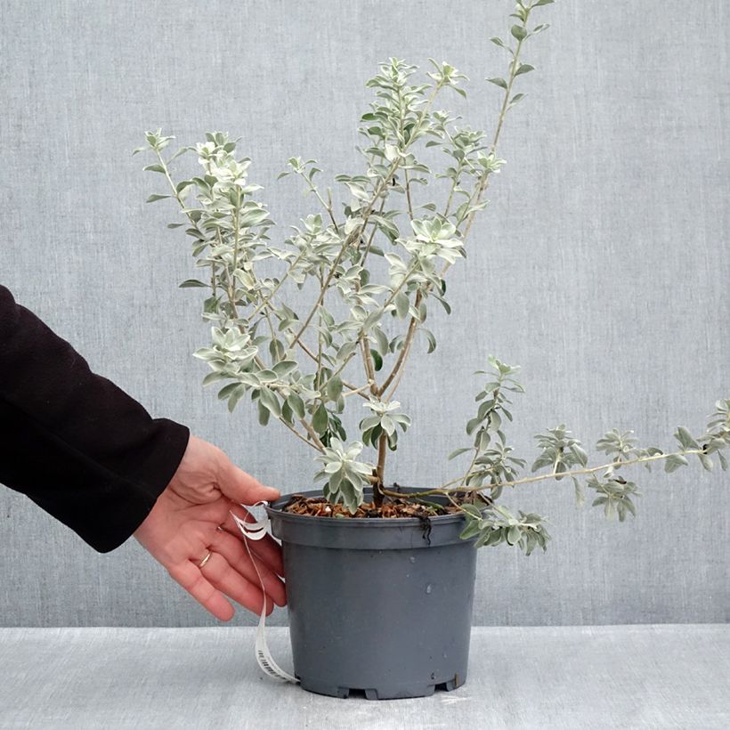 Amostra de Leucophyllum frutescens Vaso de 3 L/4 L tal como entregue no outono