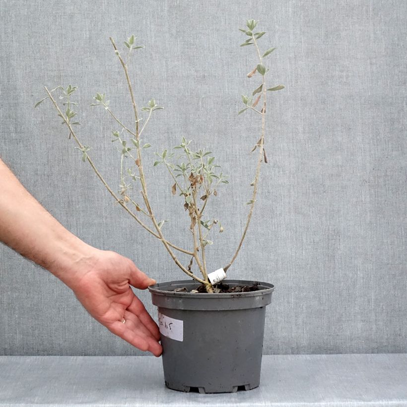 Amostra de Leucophyllum frutescens Vaso de 3 L/4 L tal como entregue na primavera