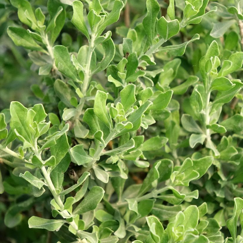 Leucophyllum langmaniae (Folhagem)