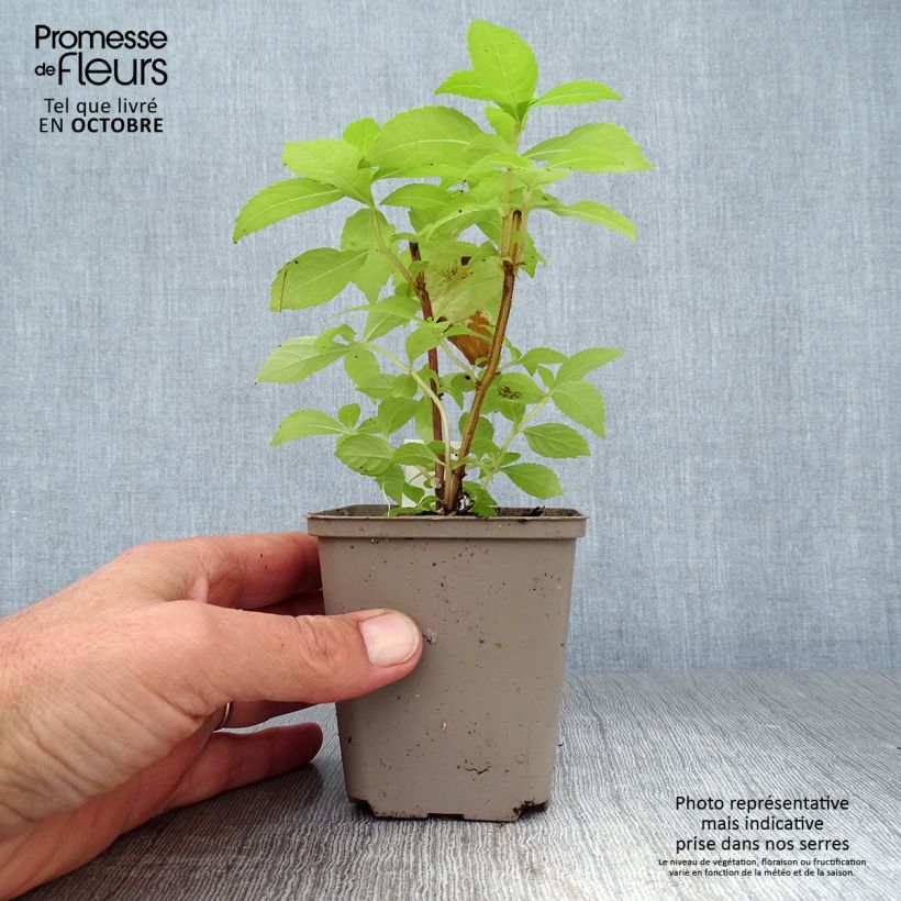 Amostra de Leucosceptrum japonicum Golden Angel Vaso de 8/9 cm tal como entregue no outono