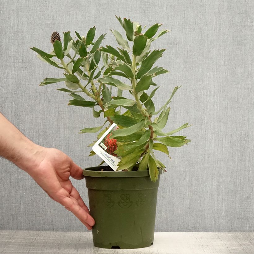 Amostra de Leucospermum Ayoba Vermelho Vaso de 2 L/3 L tal como entregue no verão