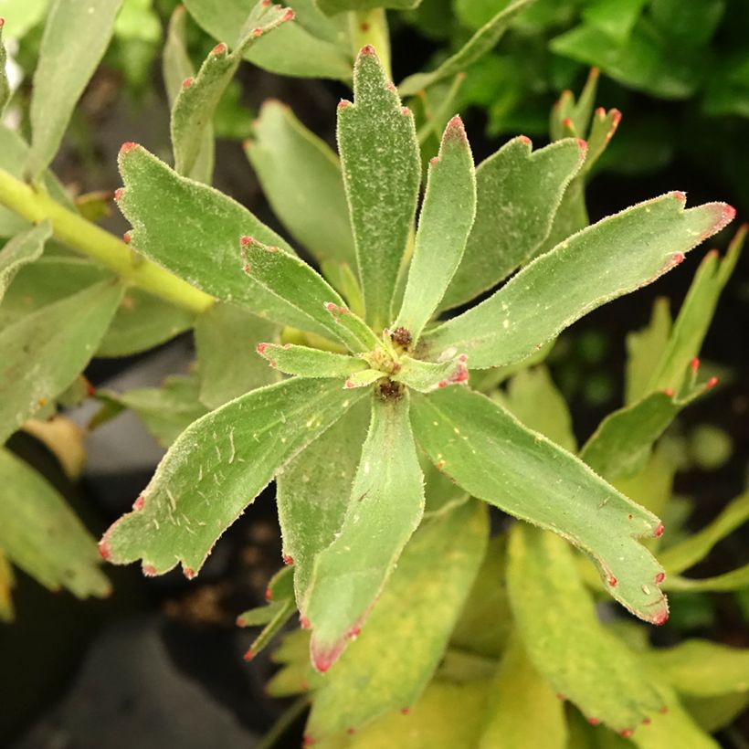 Leucospermum Ayoba Vermelho (Folhagem)