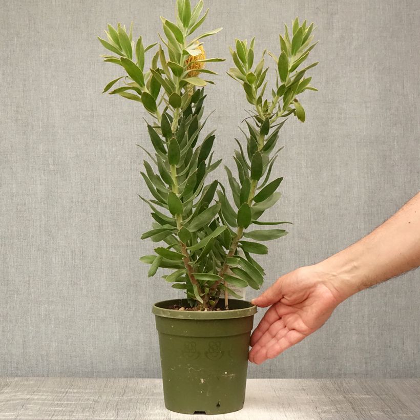 Amostra de Leucospermum Copper Carnival Vaso de 2 L/3 L tal como entregue no verão
