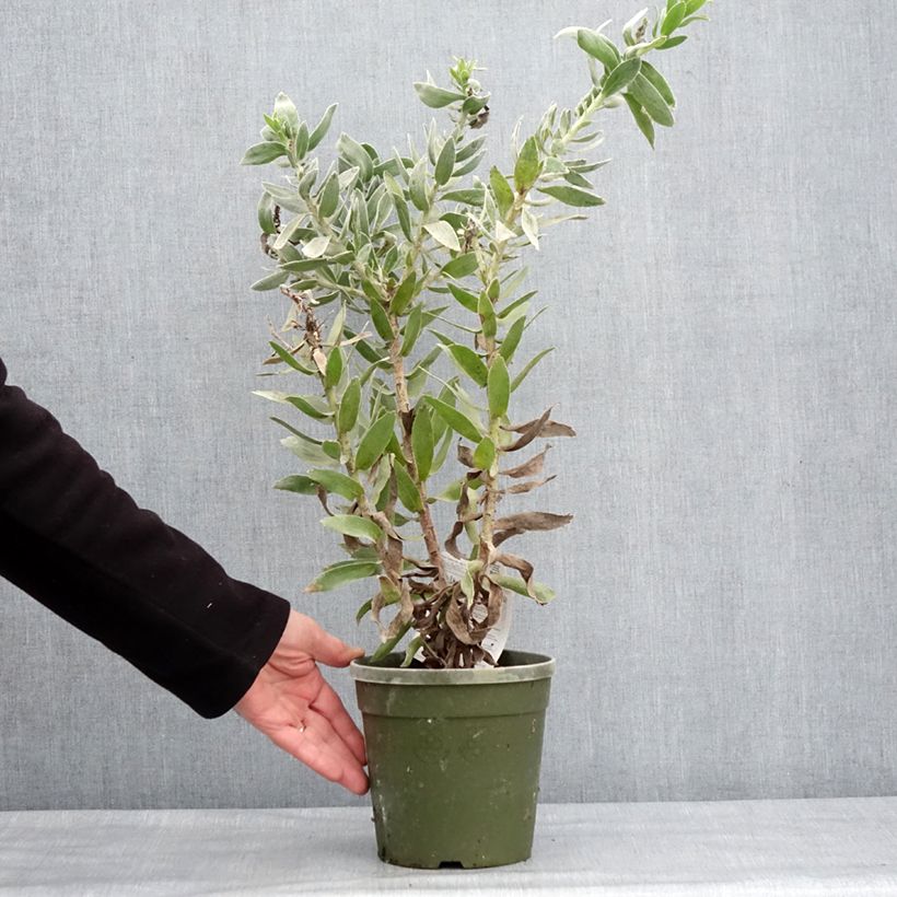 Amostra de Leucospermum Copper Carnival - Pelote d'épingles Vaso de 2 L/3 L tal como entregue no inverno