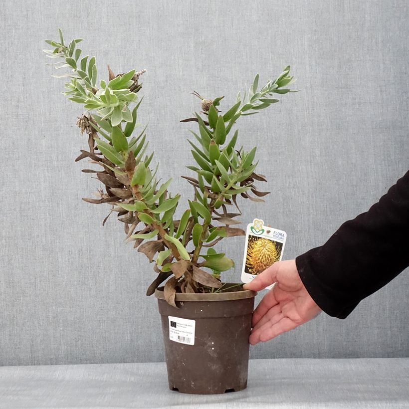 Amostra de Leucospermum Yellow Carnival - Pelote d'épingles Jaune Vaso de 2 L/3 L tal como entregue no inverno