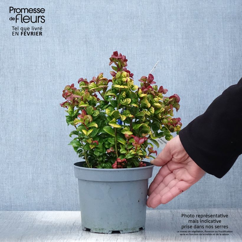 Amostra de Leucothoe axillaris Curly Gold Vaso de 2 L/3 L tal como entregue no inverno