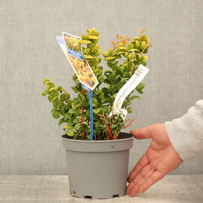 Amostra de Leucotoe axillaris Curly Gold Vaso de 2 L/3 L tal como entregue na primavera