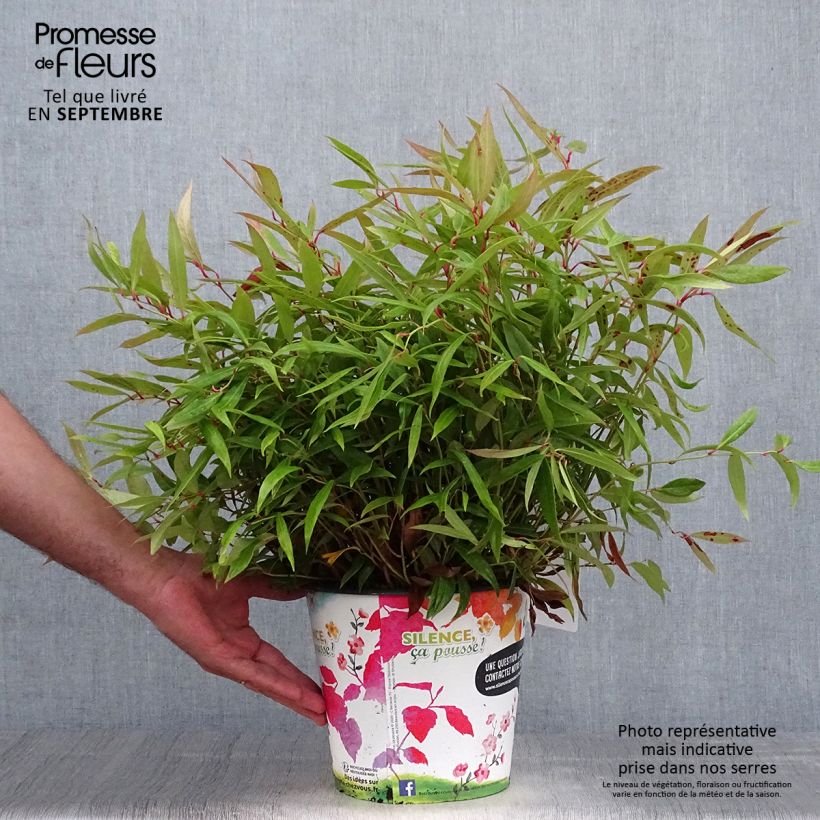 Amostra de Leucothoe axillaris Red Lips Vaso de 4 L/5 L tal como entregue no outono