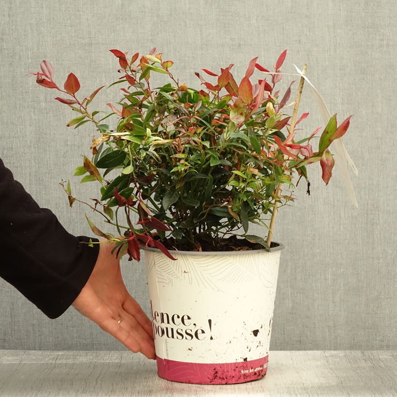 Amostra de Leucothoe fontanesiana Color Diamond Pot de 4L/5L tal como entregue no outono