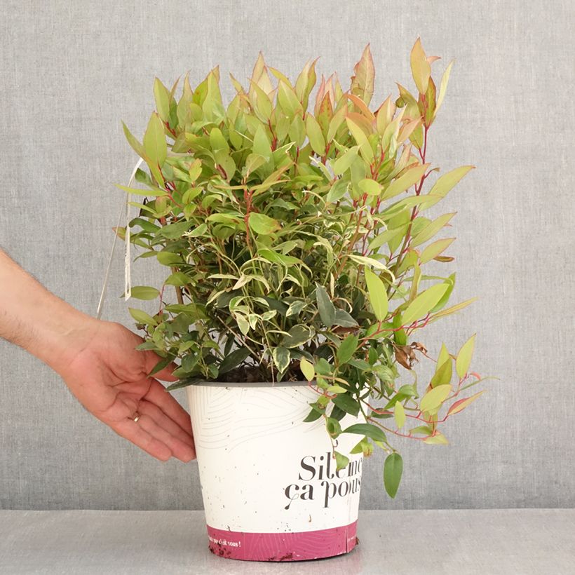 Amostra de Leucotoe fontanesiana Color Diamond Vaso de 4 L/5 L tal como entregue no verão