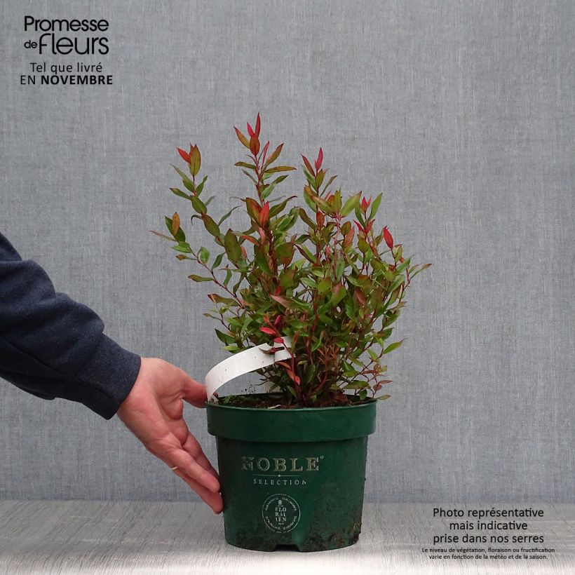 Amostra de Leucothoe fontanesiana Little Flames Vaso de 2 L/3 L tal como entregue no outono