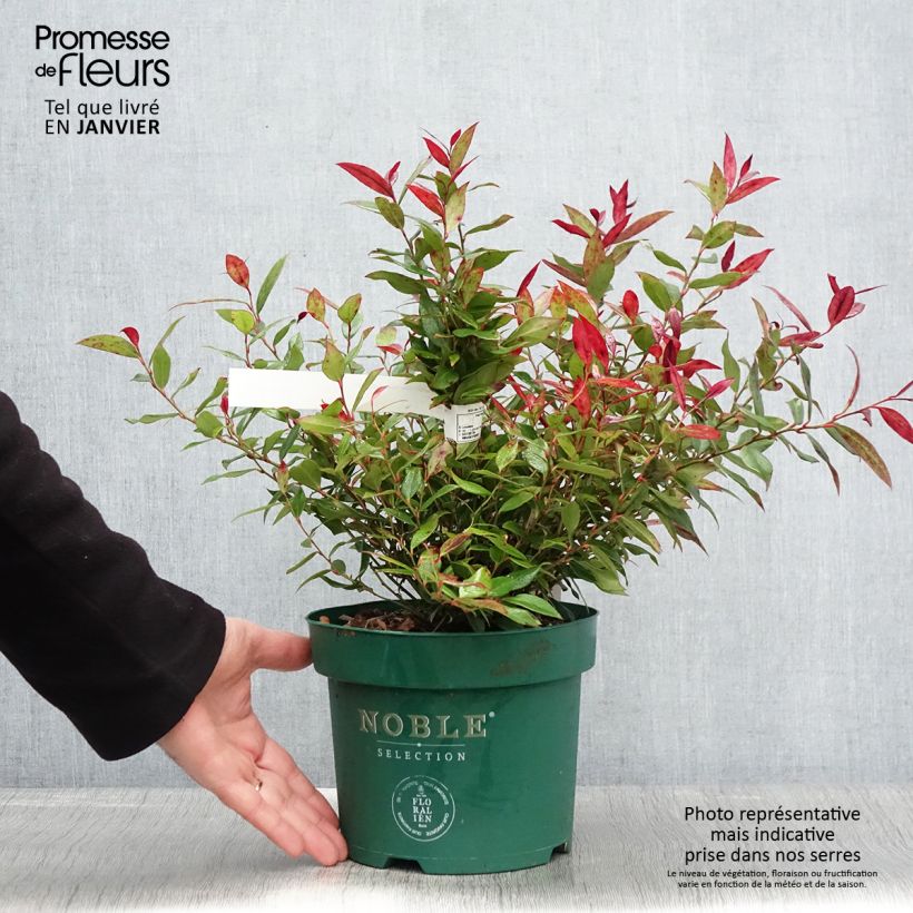 Amostra de Leucothoe fontanesiana Little Flames Vaso de 2 L/3 L tal como entregue no inverno