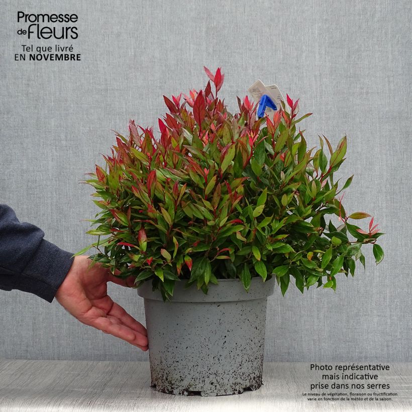 Amostra de Leucothoe fontanesiana Little Flames Vaso de 4 L/5 L tal como entregue no outono