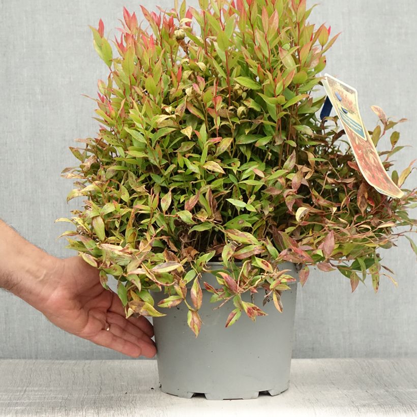 Amostra de Leucothoe fontanesiana Little Flames Vaso de 4 L/5 L tal como entregue no verão
