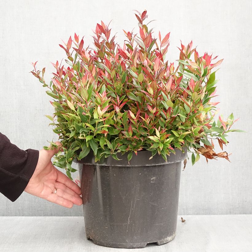 Amostra de Leucothoe fontanesiana Little Flames Vaso de 7,5 L/10 L tal como entregue no outono