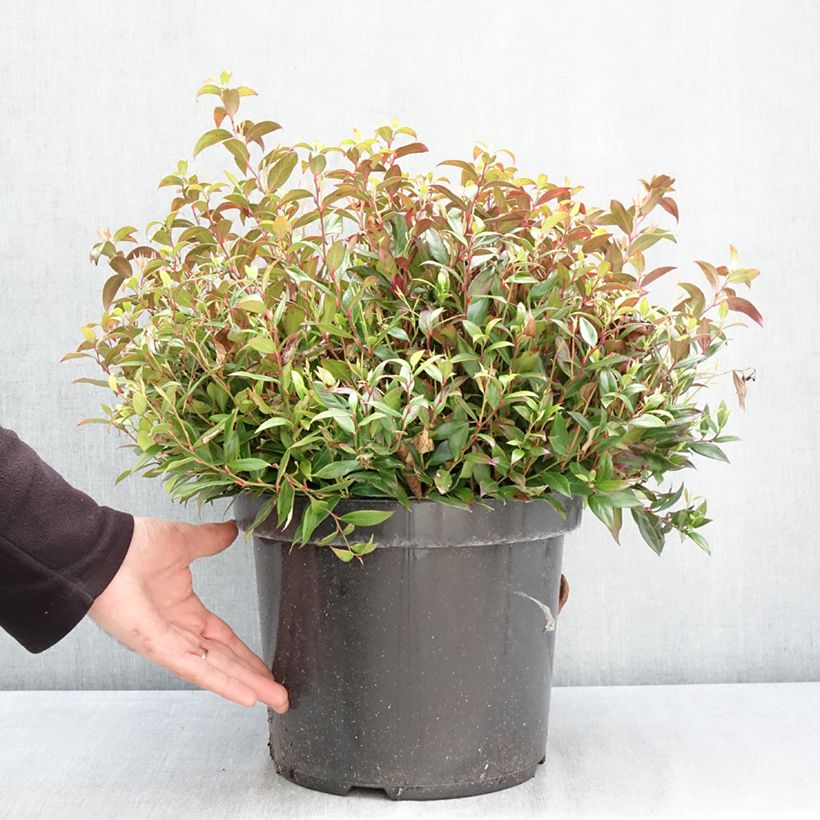 Amostra de Leucothoe fontanesiana Little Flames Vaso de 7,5 L/10 L tal como entregue na primavera