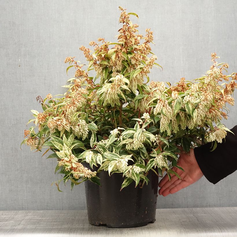 Amostra de Leucothoe fontanesiana Makijaz Vaso de 7,5 L/10 L tal como entregue na primavera