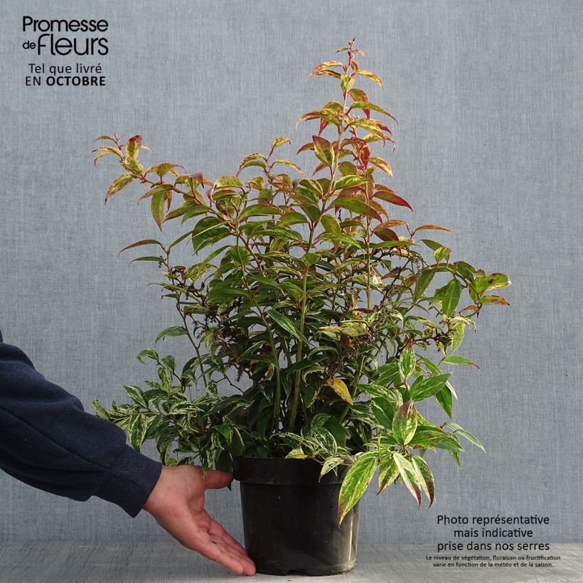 Amostra de Leucothoe fontanesiana Makijaz Vaso de 3 L/4 L tal como entregue no outono