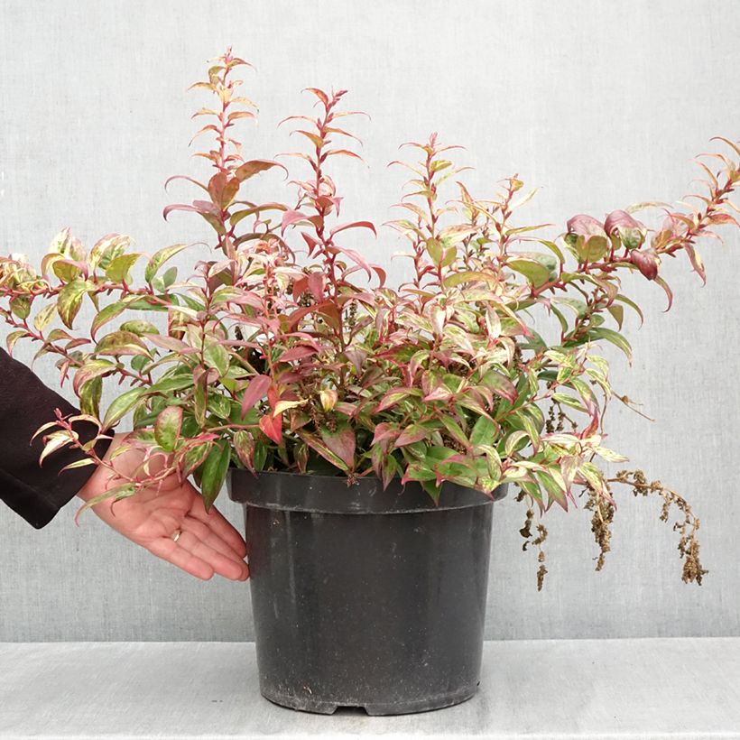 Amostra de Leucothoe fontanesiana Makijaz Vaso de 7,5 L/10 L tal como entregue no outono