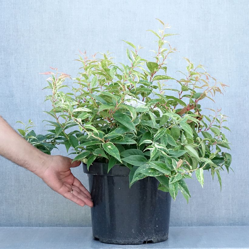 Amostra de Leucothoe fontanesiana Makijaz Vaso de 7,5 L/10 L tal como entregue no verão