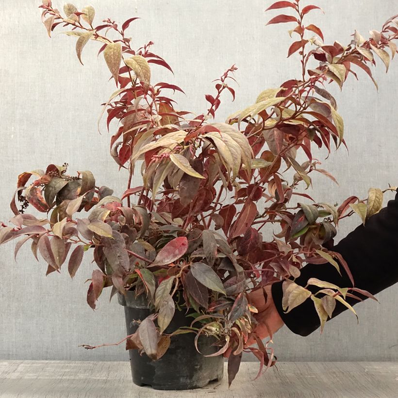 Amostra de Leucothoe fontanesiana Rainbow Vaso de 7,5 L/10 L tal como entregue no outono