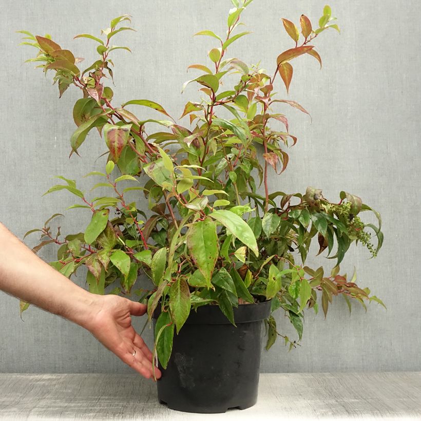 Amostra de Leucothoe fontanesiana Rainbow Vaso de 7,5 L/10 L tal como entregue no verão