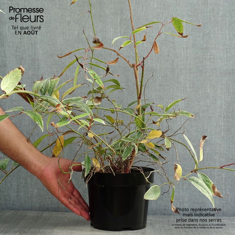 Amostra de Leucothoe fontanesiana Whitewater Vaso de 2 L/3 L tal como entregue no verão