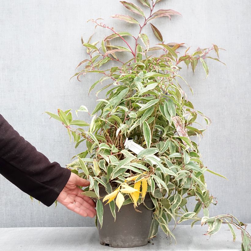 Amostra de Leucothoe fontanesiana Whitewater Vaso de 4 L/5 L tal como entregue no outono