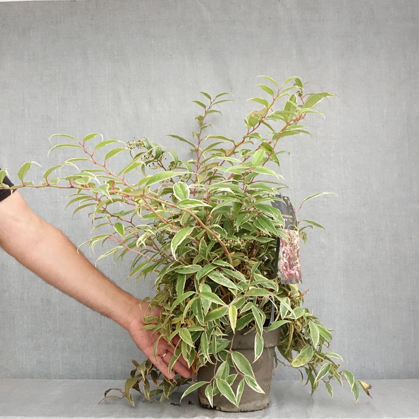 Amostra de Leucothoe fontanesiana Whitewater Vaso de 4 L/5 L tal como entregue no verão