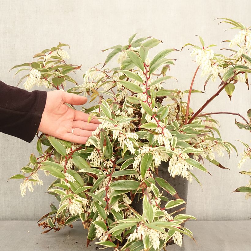 Amostra de Leucothoe fontanesiana Whitewater Vaso de 4 L/5 L tal como entregue na primavera