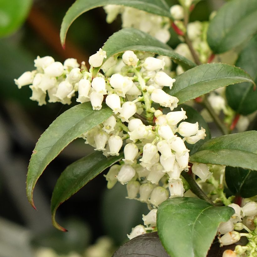 Leucotoe fontanesiana Dark Diamond (Floração)