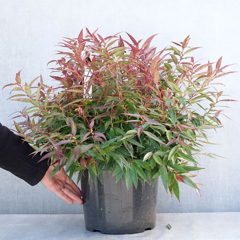 Amostra de Leucotoe keiskei Burning Love Vaso de 7,5 L/10 L tal como entregue no inverno