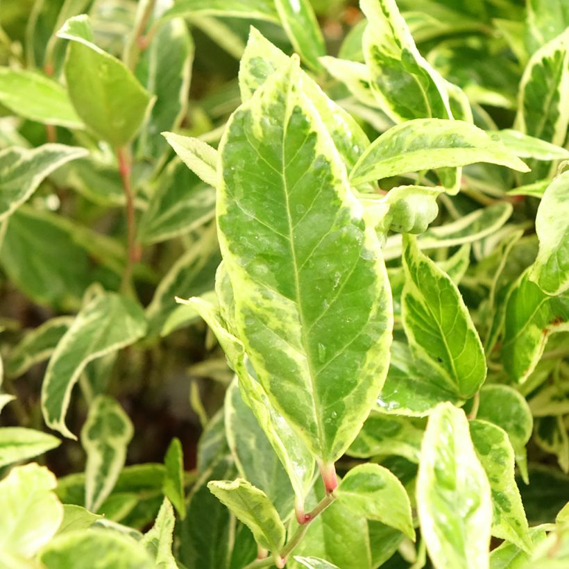 Leucothoe walteri Firestar (Folhagem)
