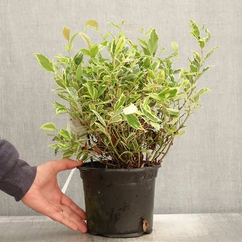 Amostra de Leucothoe walteri Firestar Pot de 2L/3L tal como entregue no outono