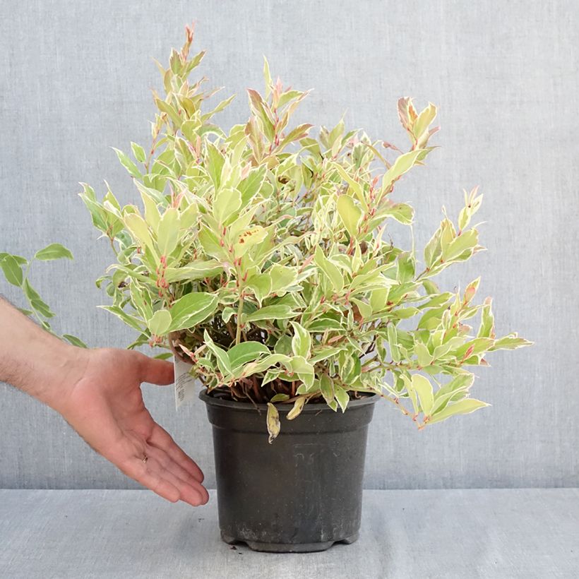 Amostra de Leucothoe walteri Firestar Vaso de 2 L/3 L tal como entregue no verão
