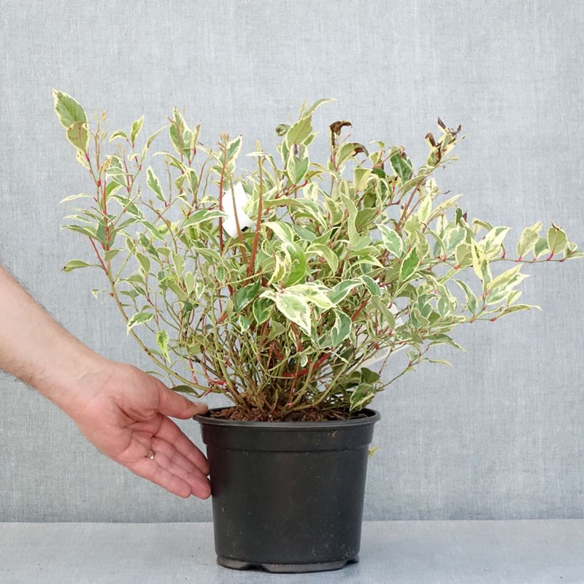 Amostra de Leucothoe walteri Firestar Vaso de 2 L/3 L tal como entregue na primavera