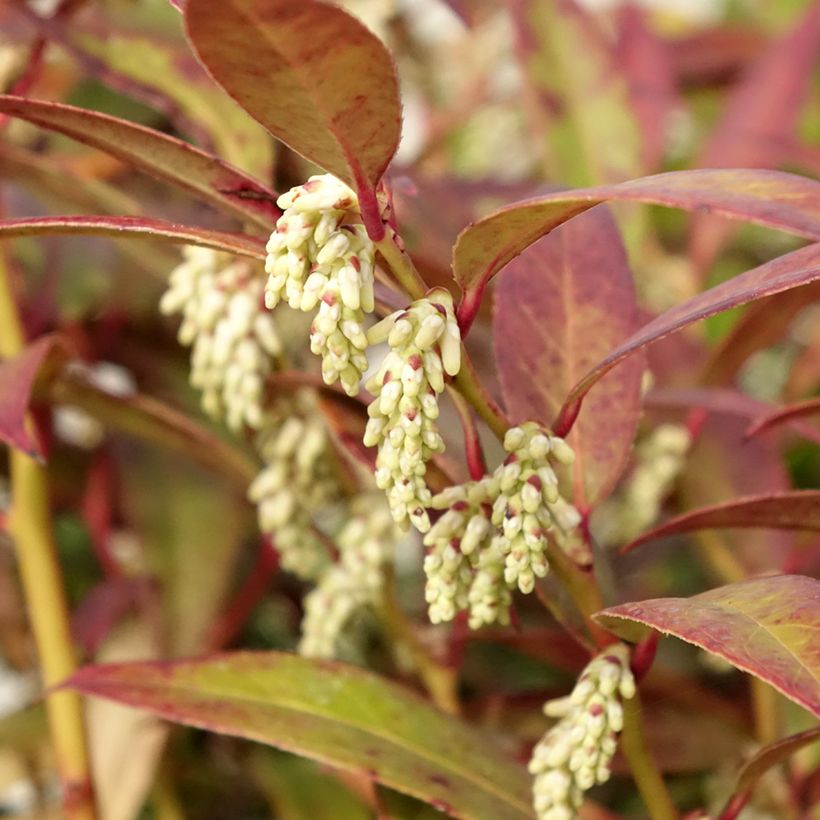 Leucothoe walteri Royal Ruby (Floração)
