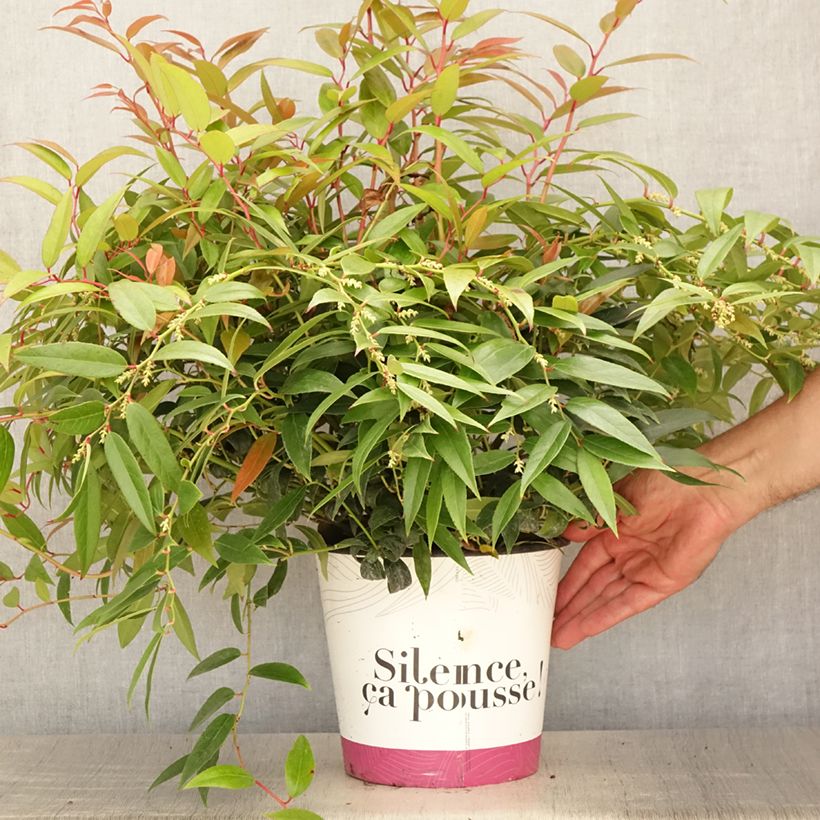Amostra de Leucothoe walteri Royal Ruby Vaso de 2 L/3 L tal como entregue no verão