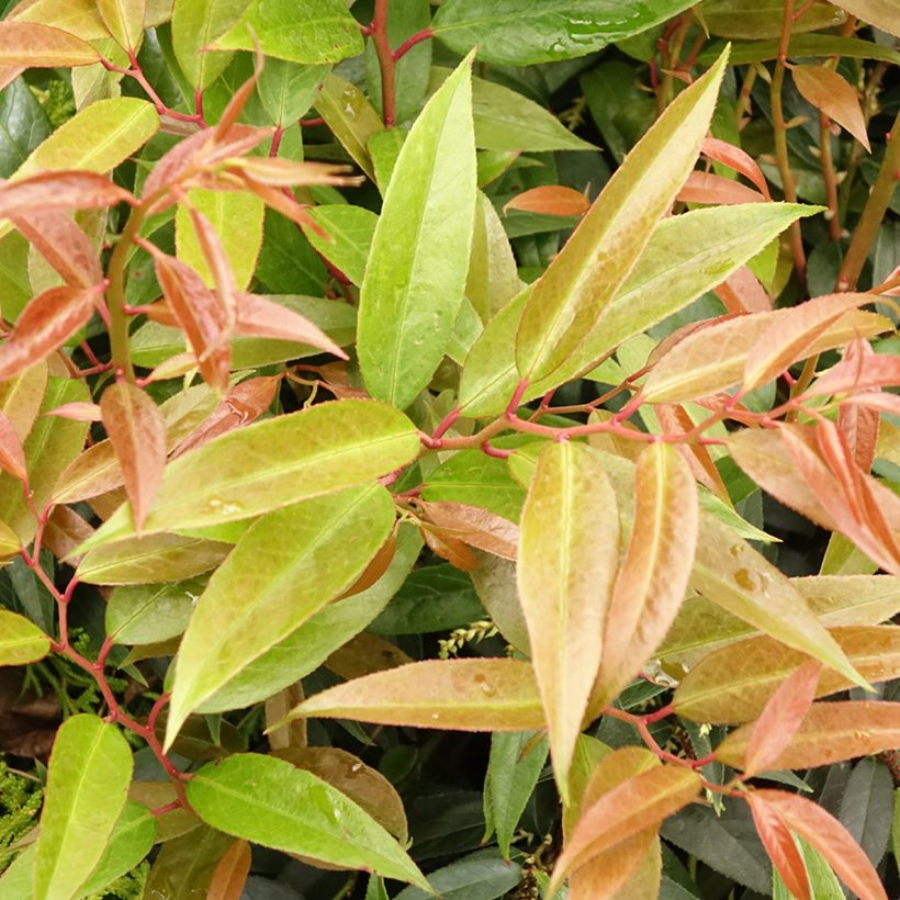 Leucothoe walteri Royal Ruby (Folhagem)