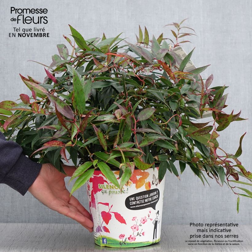 Amostra de Leucothoe walteri Royal Ruby Vaso de 2 L/3 L tal como entregue no outono