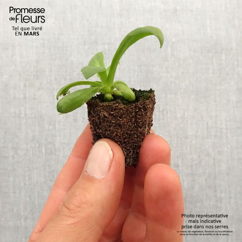 Amostra de Lewisia cotyledon Elise en mélange Jardimotte: torrão de 3,8 cm x 3,2 cm em tabuleiro de cultivo de 16 unidades tal como entregue na primavera