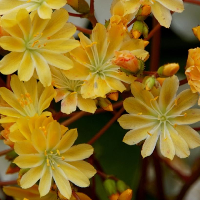 Lewisia cotyledon Elise Golden Yellow (Floração)