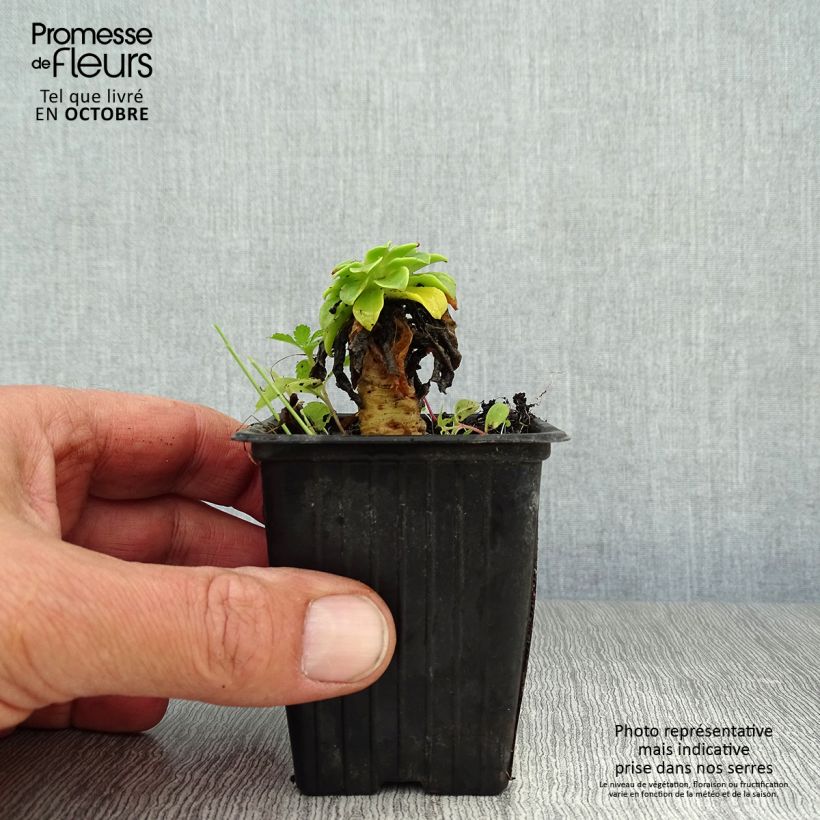 Amostra de Lewisia cotyledon em mistura Vaso de 7/8 cm tal como entregue no outono